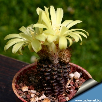 13222 cactus-art Cactus Art