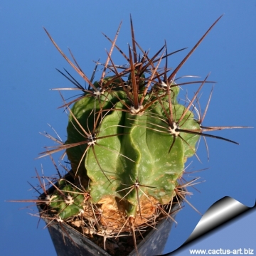 13252 cactus-art Cactus Art