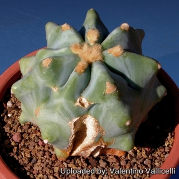 13308 valentino Valentino Vallicelli