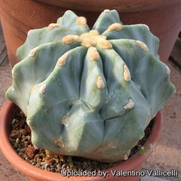 13309 valentino Valentino Vallicelli