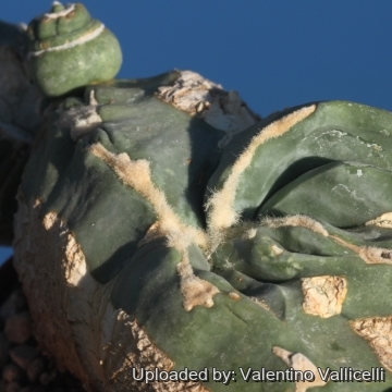 17258 valentino Valentino Vallicelli