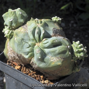 18113 valentino Valentino Vallicelli