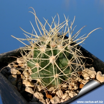 13369 cactus-art Cactus Art