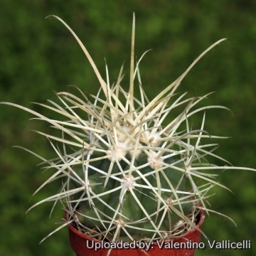 20896 valentino Valentino Vallicelli