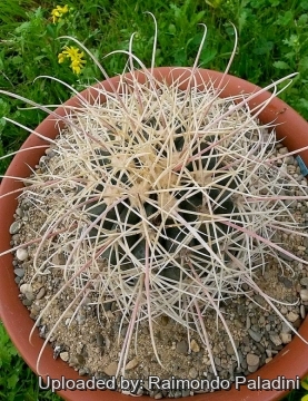 27923 RapCactus Raimondo Paladini