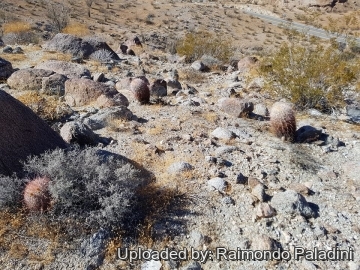 30122 RapCactus Raimondo Paladini