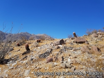 30123 RapCactus Raimondo Paladini