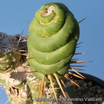 13476 valentino Valentino Vallicelli