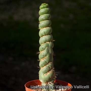 18503 valentino Valentino Vallicelli