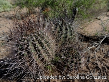 23458 carolina Carolina González