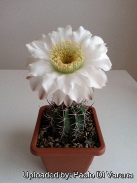 26052 paolo Paolo Di Varena