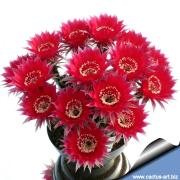 13673 cactus-art Cactus Art