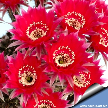 13675 cactus-art Cactus Art