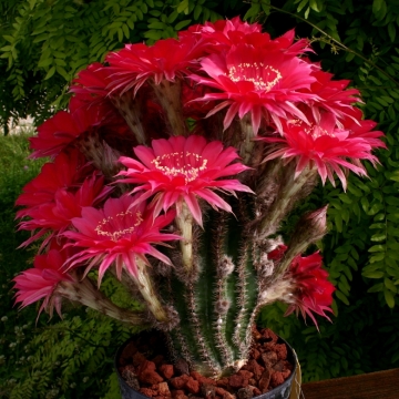 13918 cactus-art Cactus Art