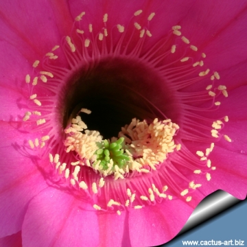 13682 cactus-art Cactus Art