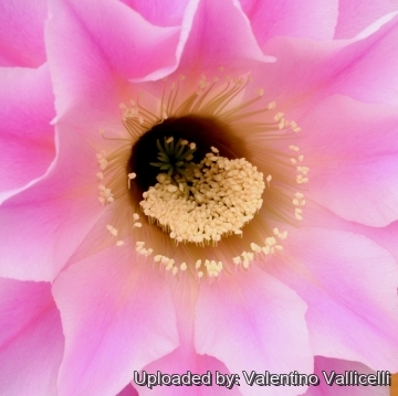 13688 valentino Valentino Vallicelli