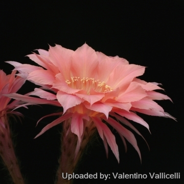 13690 valentino Valentino Vallicelli