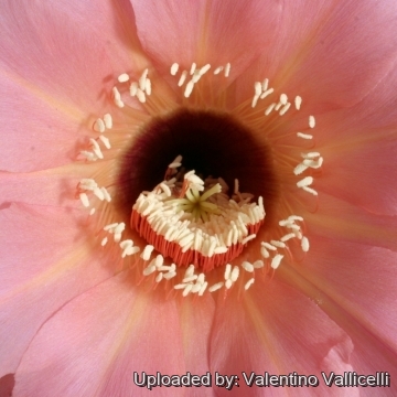 13692 valentino Valentino Vallicelli