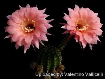 13695 valentino Valentino Vallicelli