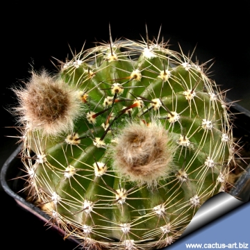 13703 cactus-art Cactus Art