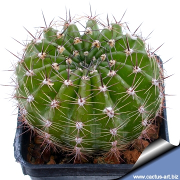 13705 cactus-art Cactus Art