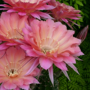 13923 cactus-art Cactus Art