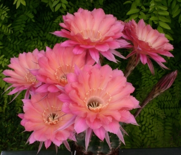 13925 cactus-art Cactus Art