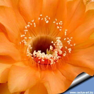 13708 cactus-art Cactus Art