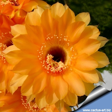 13709 cactus-art Cactus Art