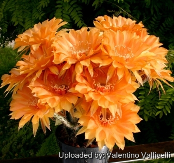 13712 valentino Valentino Vallicelli