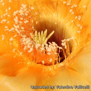 13714 valentino Valentino Vallicelli