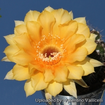 13715 valentino Valentino Vallicelli