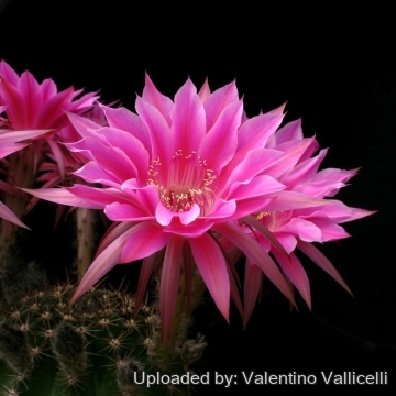 13725 valentino Valentino Vallicelli