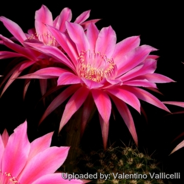 13729 valentino Valentino Vallicelli