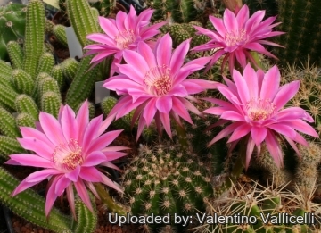 13730 valentino Valentino Vallicelli