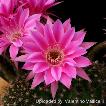 13731 valentino Valentino Vallicelli