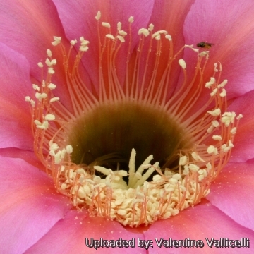 13740 valentino Valentino Vallicelli