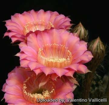 13742 valentino Valentino Vallicelli