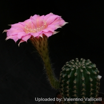 13743 valentino Valentino Vallicelli