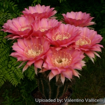 13929 valentino Valentino Vallicelli