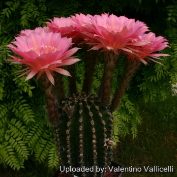 13930 valentino Valentino Vallicelli