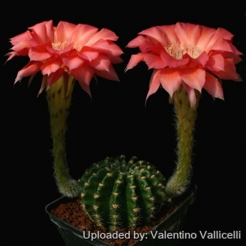 13747 valentino Valentino Vallicelli