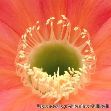 13748 valentino Valentino Vallicelli