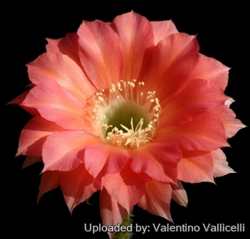 13750 valentino Valentino Vallicelli