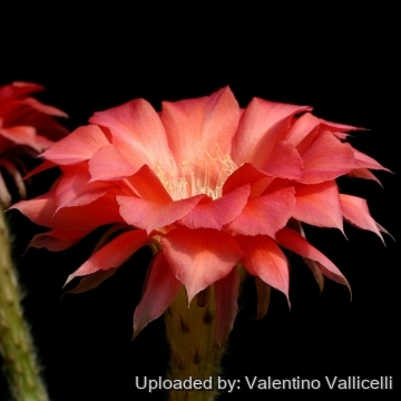 13751 valentino Valentino Vallicelli