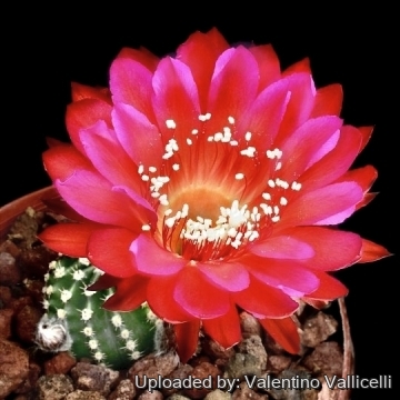 13759 valentino Valentino Vallicelli