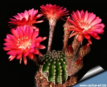 13763 cactus-art Cactus Art