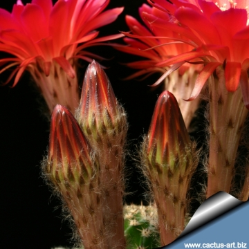 13764 cactus-art Cactus Art