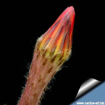 13765 cactus-art Cactus Art