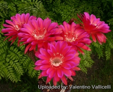 13940 valentino Valentino Vallicelli